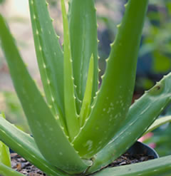 8 inch Healthy Aloe Vera Plant