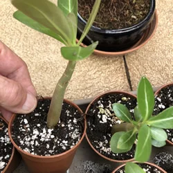 Adenium Arabicum 3 inch plant