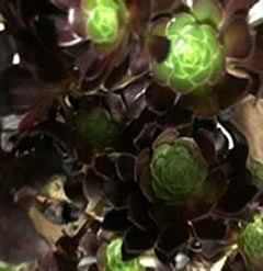 Aeonium arboreum atropurpureum cutting