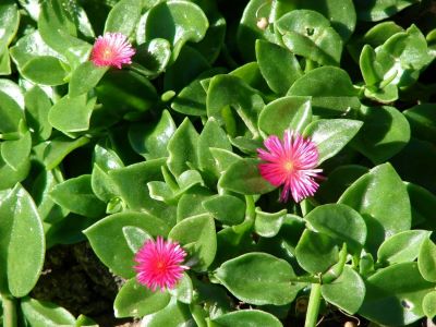 Aptenia cordifolia - baby sun rose - heart leaf iceplant  one 6-8 inch cutting