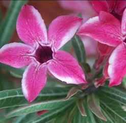 5 Adenium Black Somalense seeds