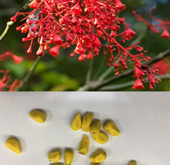 Brachychiton Acerifolius Hardy Bottle Tree 5 Seeds