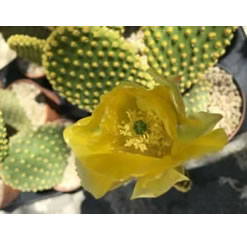 Opuntia microdasys yellow cactus pad