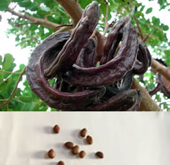 Carob tree ceratonia siliqua st john's-bread 25 seeds