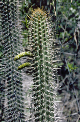 10 seeds Cleistocactus morawetzianus  nice unusual cactus seeds