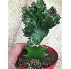 Grafted Coral Cactus Crested Euphorbia Lactea