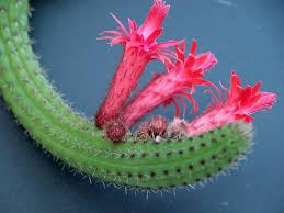 10 seeds Cleistocactus  samaipatanus   Golden Rat Tail Cactus