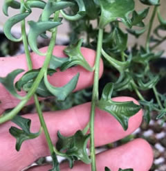 Senecio peregrinus string of dolphins succulent cutting