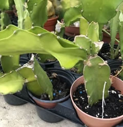 Dragon Fruit Plant in an 8.5cm pot