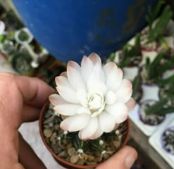 Gymnocalycium Mihanovichii Dwarf Chin Cactus