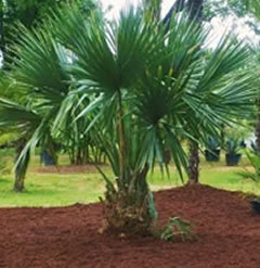 Sabal minor dwarf palmetto palm 6 seeds