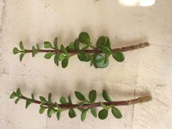 Portulacaria Afra Elephant Bush 2 High quality cuttings