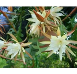 epiphyllum anguliger plant , orchid cactus, fishbone zig zag