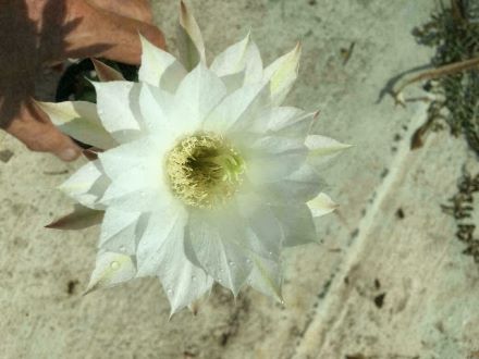 10 seeds Echinopsis subdenudata rare lobivia cactus chamaecereus succulent seeds 10 seeds