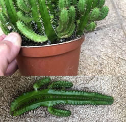 Euphorbia fruticosa - Cutting - Cool Succulent Plant