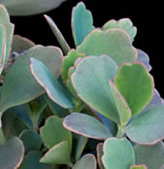 Kalanchoe fedtschenkoi - lavender scallops 1 high quality cutting bryophyllum