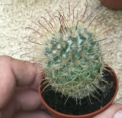 Mammillaria tetrancistra common fishhook cactus