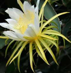 Giant white hylocereus dragon fruit cactus huge flower pitaya 4-5 inch cutting Orchid Cactus