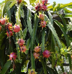 Hayley's Comet dragon Fruit Cutting pitaya 8 inch cutting