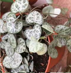 Ceropegia woodii string of hearts, rosary vine, sweetheart vine cutting