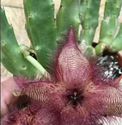 Stapelia Hirsuta Cutting - Carrion Plant - Starfish Flower