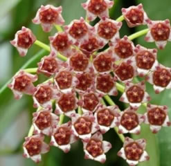 Hoya Memoria - wax plant - one plant potted in the correct media