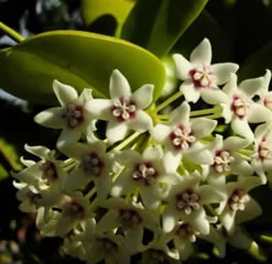 Hoya australis - wax plant - one fresh cutting