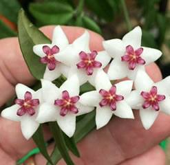 Hoya Bella plant