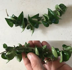 One Hoya Carnosa crickle cutting porcelain flower