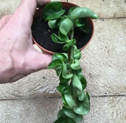 Hoya Carnosa Compacta Crinkle healthy plant porcelain flower 6.5cm pot 9 inch plant