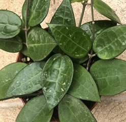 Hoya Parasitica black margin 12cm pot