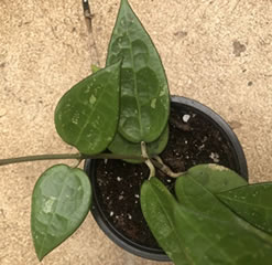 hoya parasitica black margin very rare Hoya 8.5cm pot