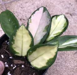 Hoya Carnosa Tricolor Hoya Krimson Princess in an 9 cm pot