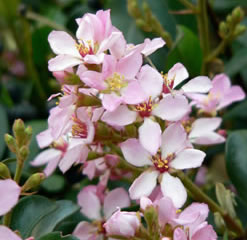 Indian Hawthorn Rhaphiolepis indica 5 seeds Pink Flowers