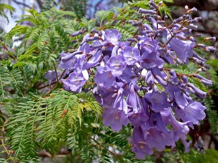 10 Jacaranda mimosifolia seeds