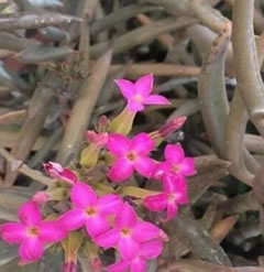 One Kalanchoe Kewensis succulent plant cutting