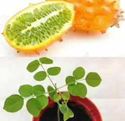 Kiwano melon horned melon jelly melon 15 seeds