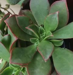 Aeonium Kiwi single high quality cutting