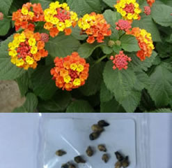 A pack of 20 fresh Lantana Camara Seeds