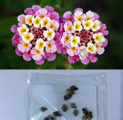 Lantana camara 20 fresh seeds wild-sage, red-sage, white-sage