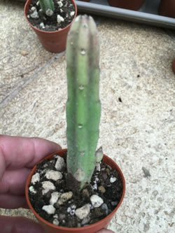 Healthy Stapelia leendertziae plant shipped in a 6.5cm pot