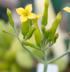 ONE Kalanchoe Longiflora High Quality Fresh Cutting Flowering Succulent