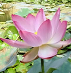 Sacred Lotus Nelumbo nucifera 6 Seeds Indian lotus