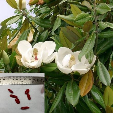 6 Magnolia Grandiflora Tree Seeds Nice hardy Flowering Tree