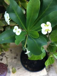 Euphorbia milii vulcanii - white flower - plant in 12cm pot