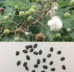 River tamarind miracle tree 25 seeds Leucaena Leucocephala