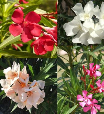 Nerium oleander mixed oleander 50 seeds pink oleander white oleander red oleander salmon oleander