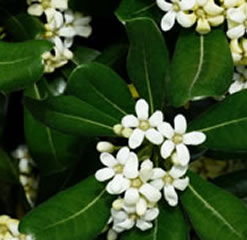 Mock orange 25 seeds pittosporum tobira nanum