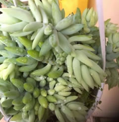 10 x leaf cutting of donkey tail, sedum morganianum