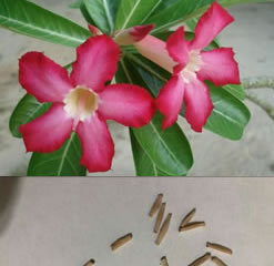 5 Adenium Obesum seeds